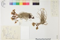 鴉跖花藏品圖，第1張