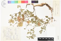 甘川鐵線蓮藏品圖，第1張