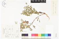 甘川鐵線蓮藏品圖，第1張