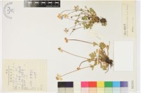 濕地銀蓮花藏品圖，第1張
