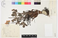 密毛銀蓮花藏品圖，第1張