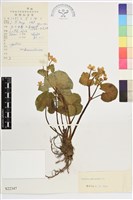 驢蹄草藏品圖，第1張