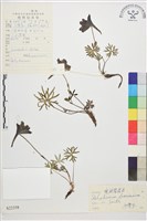 寬距翠雀花藏品圖，第1張