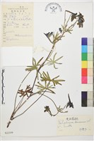 寬距翠雀花藏品圖，第1張