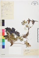 寬距翠雀花藏品圖，第1張