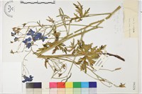 長距翠雀花藏品圖，第1張