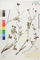 長距翠雀花藏品圖，第1張