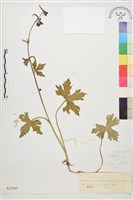 鬚花翠雀花藏品圖，第1張