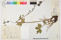 鬚花翠雀花藏品圖，第1張