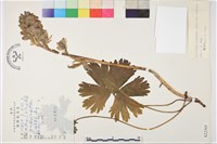 葉短距翠雀花藏品圖，第1張