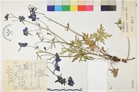中甸翠雀花藏品圖，第1張