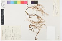 美花草藏品圖，第1張