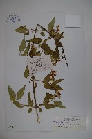 狹萼鬼吹簫藏品圖，第1張