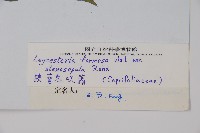 狹萼鬼吹簫藏品圖，第2張