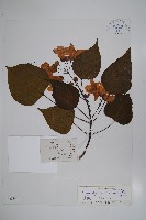 滇楸藏品圖，第1張