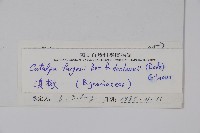 滇楸藏品圖，第2張