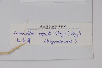 毛子草藏品圖，第2張