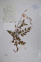 毛子草藏品圖，第1張