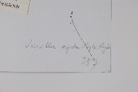 毛子草藏品圖，第2張