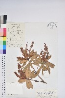 銳葉南燭藏品圖，第1張