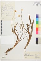 長莖毛茛藏品圖，第1張