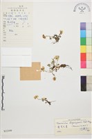 圓裂毛茛藏品圖，第1張