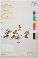 小毛茛藏品圖，第1張