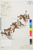 脫萼鴉跖花藏品圖，第1張