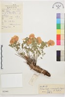 假耬斗菜藏品圖，第1張