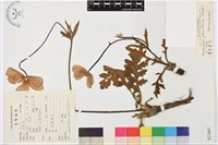 罌粟蓮花藏品圖，第1張