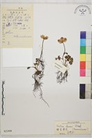 矮金蓮花藏品圖，第1張