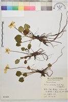 小金蓮花藏品圖，第1張