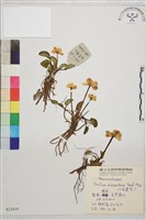 小金蓮花藏品圖，第1張