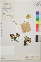 鞘柄金蓮花藏品圖，第1張