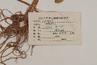 雲南金蓮花藏品圖，第3張