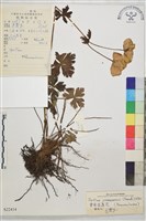 雲南金蓮花藏品圖，第2張