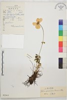 雲南金蓮花藏品圖，第1張