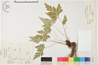 黃連藏品圖，第1張