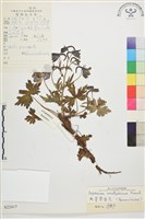 角萼翠雀花藏品圖，第1張