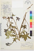 毛角萼翠雀花藏品圖，第1張