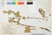 米林翠雀花藏品圖，第1張