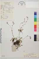 高山唐松草藏品圖，第1張