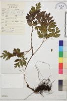 黃三七藏品圖，第1張