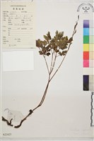 黃三七藏品圖，第1張