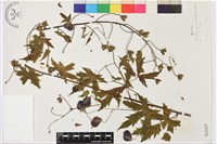 垂果烏頭藏品圖，第1張