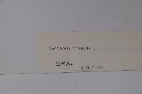 剛毛忍冬藏品圖，第2張