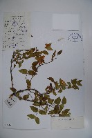 蔥皮忍冬藏品圖，第1張