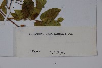 蔥皮忍冬藏品圖，第2張