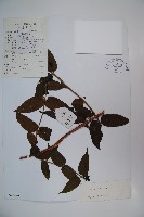 阿里山忍冬、漸尖葉忍冬藏品圖，第1張