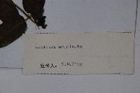 阿里山忍冬、漸尖葉忍冬藏品圖，第2張